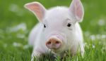 a cute little pig piglet in the grass