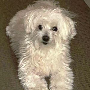 To Leesa and All at SCPC. Thankyou for your excellent work in the cremation of my dear, sweet Dixie. You professionalism and extra touches helped greatly.