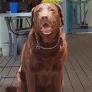 milo brown lab Thank you so much for taking care of our Milo Boy. You helped us out so much with gentle vibes. We miss him so much.